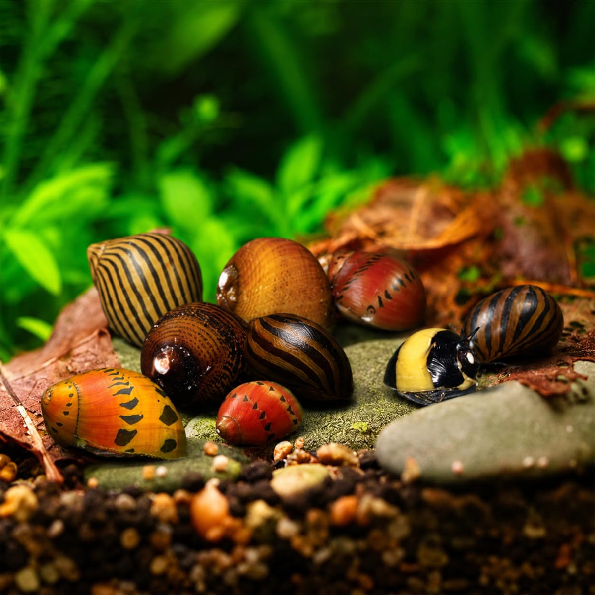 Assorted Nerite Snails 6 Pack Freshwater Aquarium Snails E722
