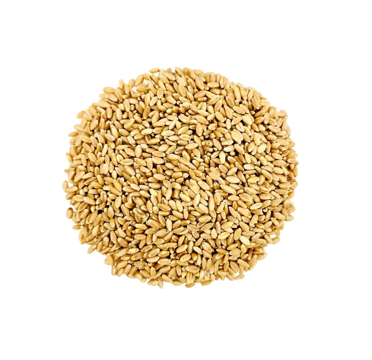 Hard White Wheat Berries 25 lb Bulk Non GMO P75657