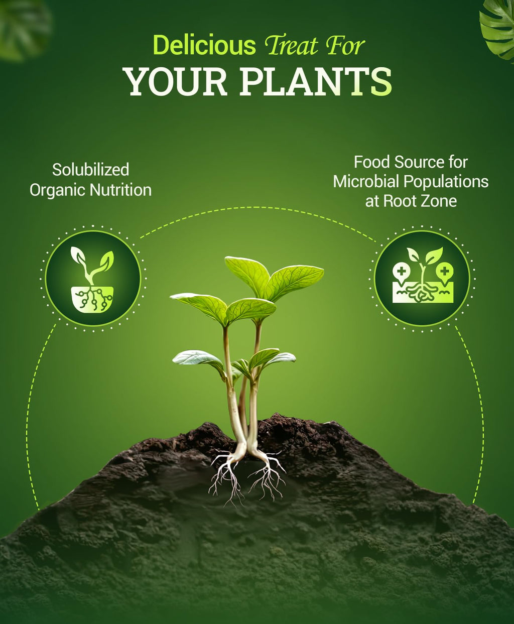 Liquid Plant Fertilizer 0-1-3 1 Pint G92884