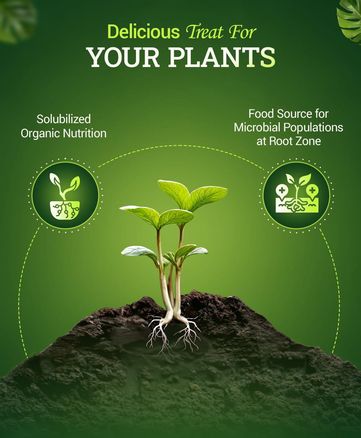 Liquid Plant Fertilizer 0-1-3 1 Pint G92884
