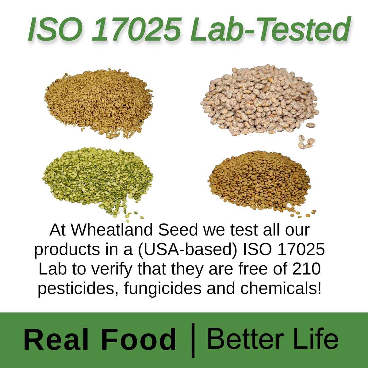 Hard White Wheat Berries 25 lb Bulk Non GMO P75657
